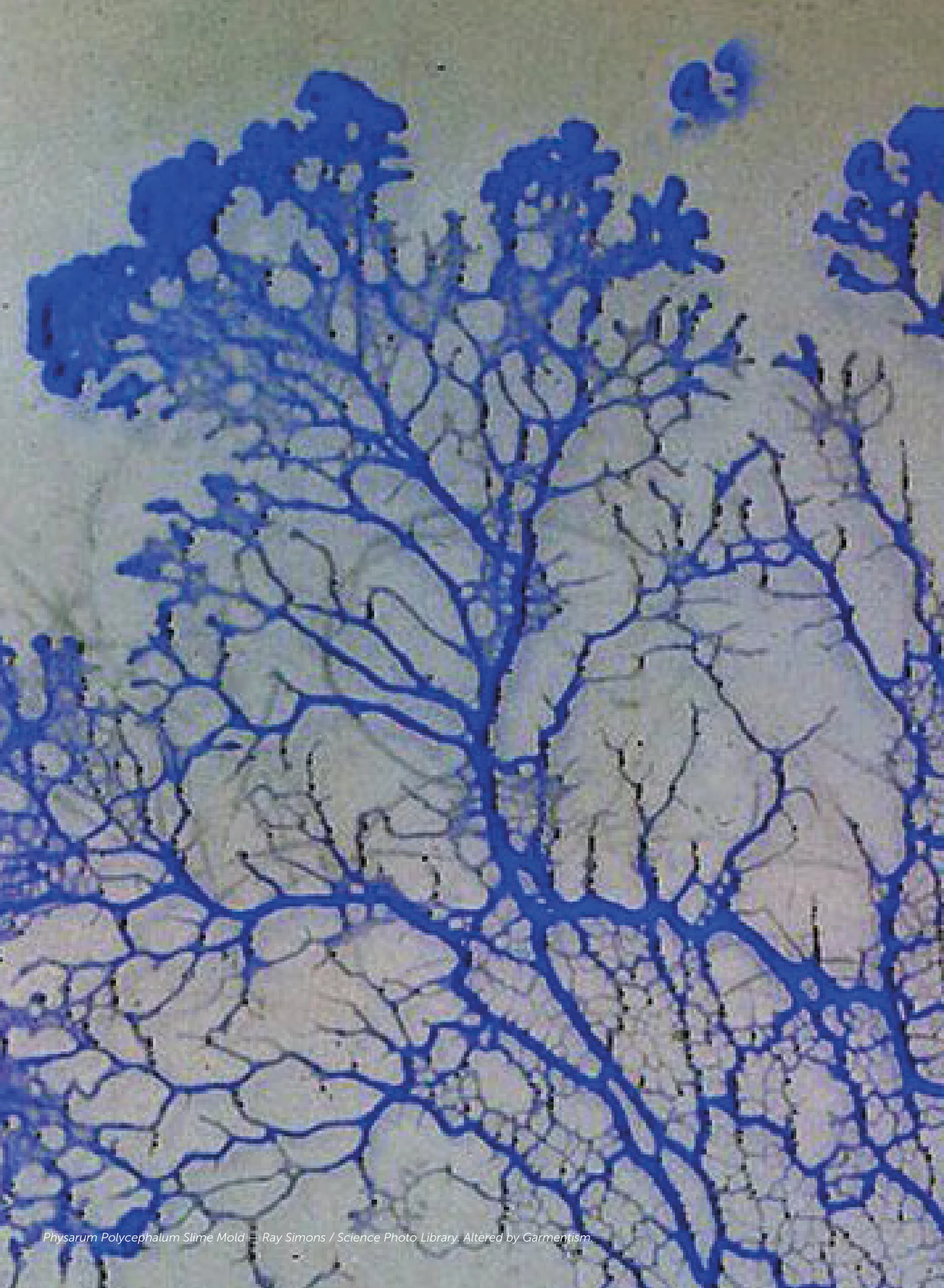 BIOSCAPE SPECIMEN FILE — pagina 16 di 36