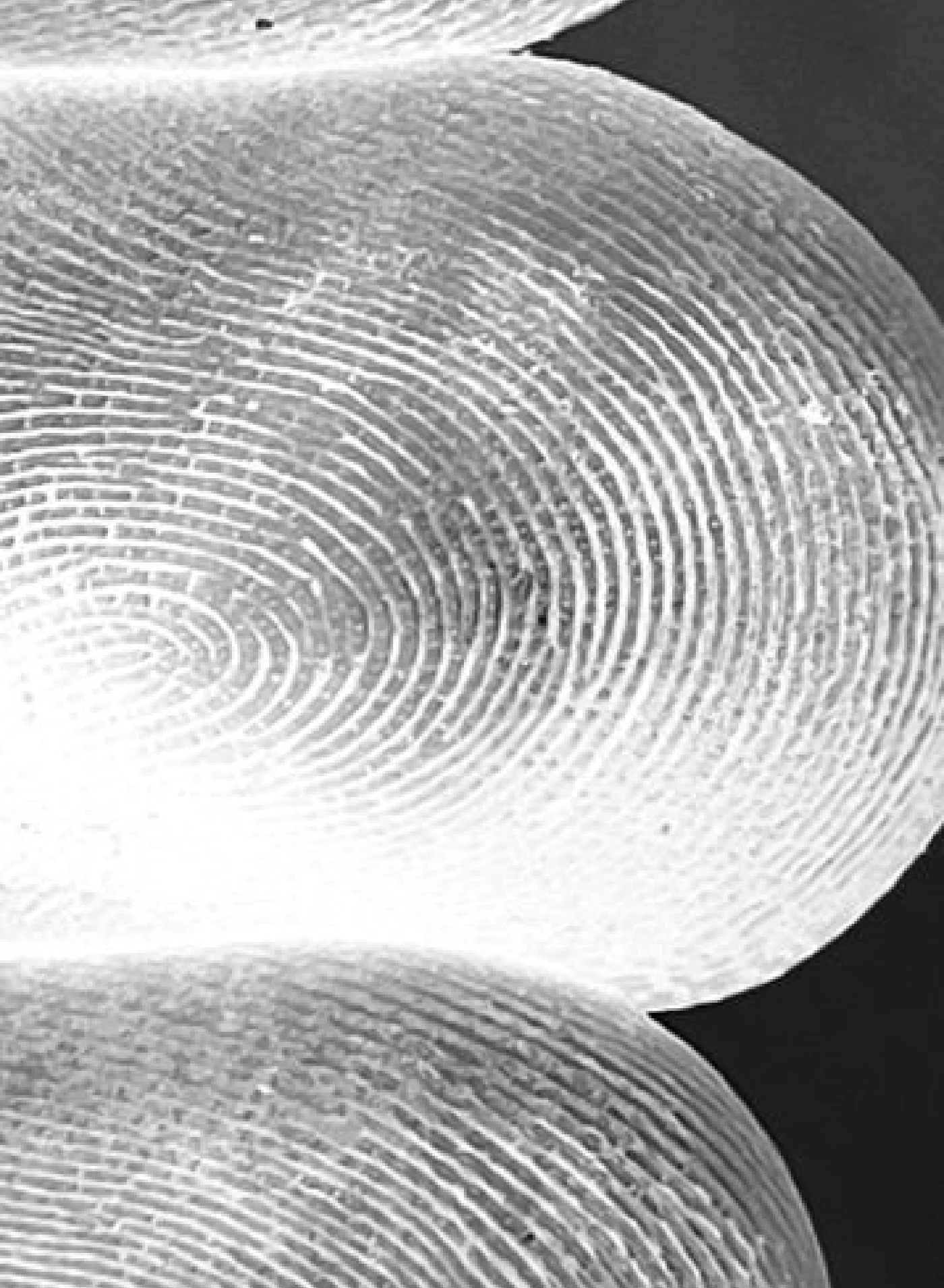 BIOSCAPE SPECIMEN FILE — pagina 35 di 36